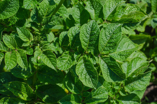 Green Potato Leaves On A Growing Bush