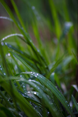 morning dew on the grass