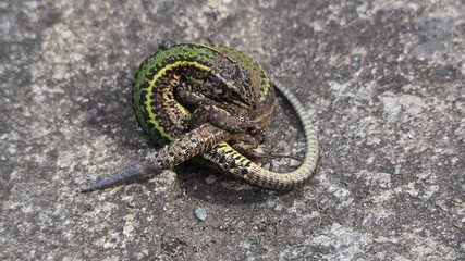 pareja de reptiles multicolor apareándose en primavera, la coruña, españa, europa