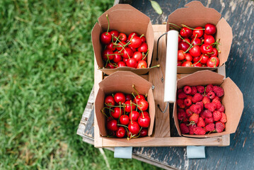 Carrying basket with boxes full of freshly picked berries.