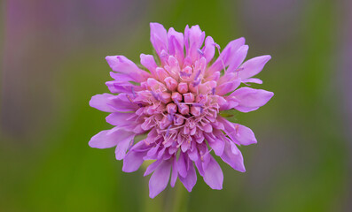 Pink wild cornflower close up, selective focus.