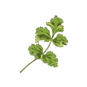 Green Bush, sprig of coriander, botanical vector illustration, hand-drawn, on a white background.