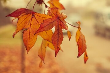 Liquidambar en otoño bajo la niebla
