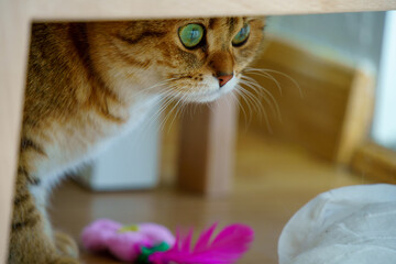 Cute British Shorthair Kitten