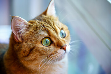 Naklejka na ściany i meble Cute British Shorthair Kitten