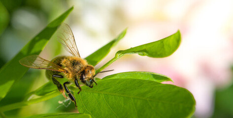honey bee sitting on an acacia leaf.