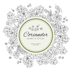 Text frame, coriander branches and leaves, vector sketch illustration monochrome.
