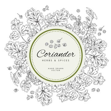 Text frame, coriander branches and leaves, vector sketch illustration monochrome.