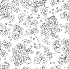 Seamless pattern, coriander branches and leaves, vector sketch illustration monochrome.