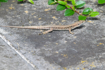 Mauereidechse (Lacerta muralis), auf Stein sitzend