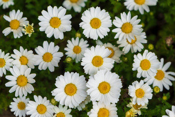 Beautiful white daisy flowers on a sunny day, selected focus daisies , daisies top view .