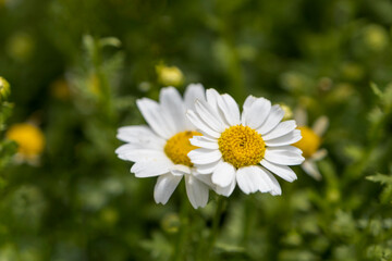 Fototapeta premium Beautiful white daisy flowers on a sunny day, selected focus daisies 