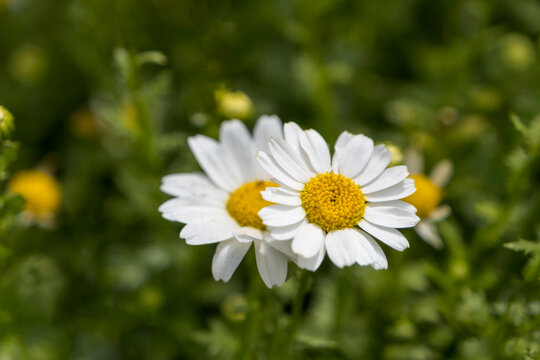 Beautiful white daisy flowers on a sunny day, selected focus daisies 