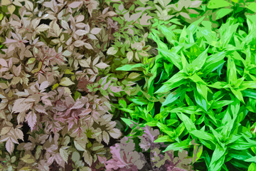 illustration of green leaves on the ground background