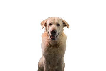 Labrador dog looks at the camera on white background
