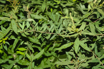 Fototapeta premium illustration texture small green leaves