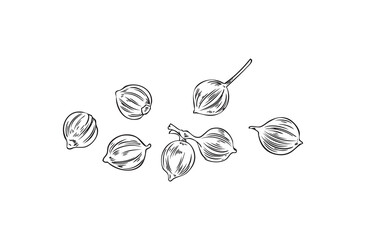 Outlined coriander seeds in hand drawn sketch style, vector illustration isolated on white background.