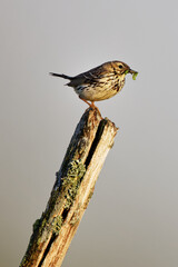 pipit des arbres