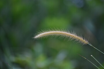 mission grass flower 