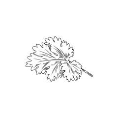 Coriander leaf, botanical vector illustration, hand-drawn, on a white background.