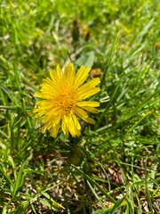 Pissenlit isolé sur une pelouse verte. Fleur jaune d'une mauvaise herbe allergène. Pollinisation du dent-de-lion utile à la survie des abeilles et autres espèces.
