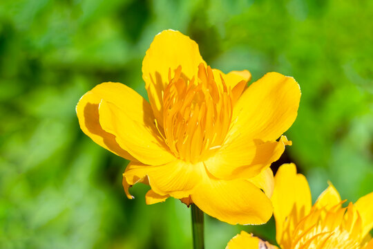 Trollius Chinensis 'Golden Queen' a spring summer flowering plant with a yellow summertime flower commonly known as Globeflower, stock photo image