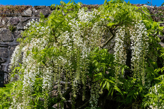 Wisteria floribunda 'Alba' a spring summer flowering shrub tree plant with a white summertime flower, stock photo image