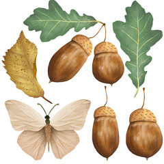 Autumn collection of forest green oak leaves, acorns and cute beige butterflies isolated on white background. Hand drawn botanical realistic set. © TaninoPic