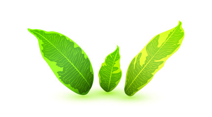 Obraz premium Leaves set isolated on white background. Vector