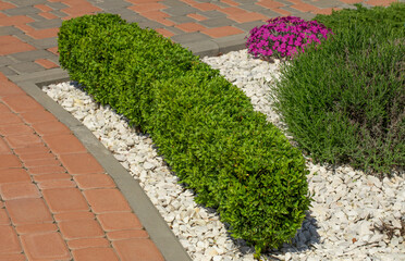 Green boxwood bush on a flower bed with flowers.