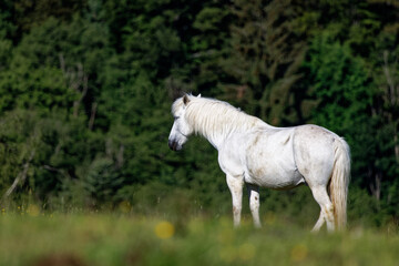 Obraz na płótnie Canvas cheval blanc