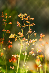 christmas, tree, pine, decoration, branch, nature, fir, holiday, plant, winter, xmas, celebration, isolated, ornament, ball, cone, evergreen