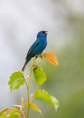 song birds