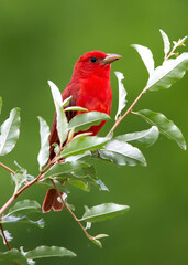 red summer tanager