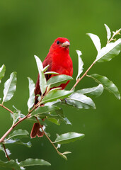 red summer tanager with green background