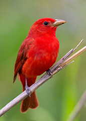 close up summer tanager songbird with green background