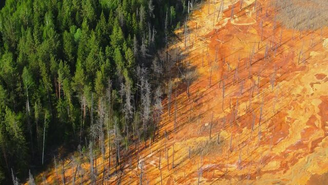deforestation concept, dead forest aerial view. destruction of nature and ecosystem. forestry and lumber industry. tropical rainforests, removal of trees, climate change