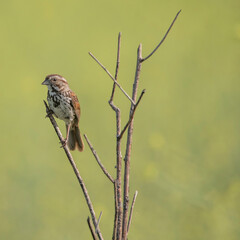 song sparrow on a branch