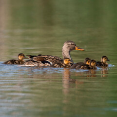 duck and ducklings in water