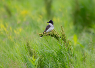 song birds