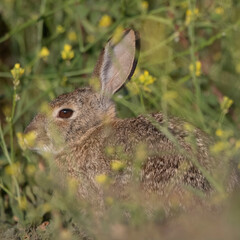 rabbit in the grass