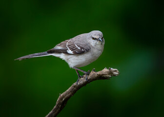 song birds