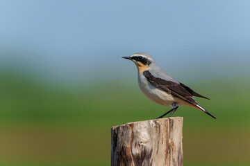 The northern wheatear or wheatear (Oenanthe oenanthe)  sitting on a pole in the meadow in the Netherlands         