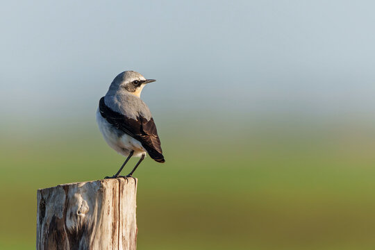 The northern wheatear or wheatear (Oenanthe oenanthe)  sitting on a pole in the meadow in the Netherlands         