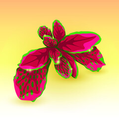 Tropical leaves. tropical flora. Fittonia leaf. house plants. Rainforest exotic nature. Fittonia plant. Vector illustration