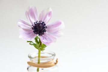 Rosa Anemone