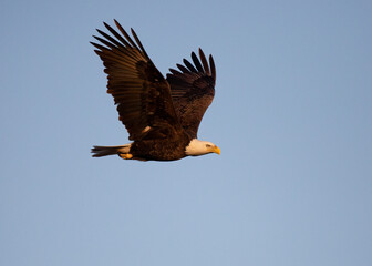 Bald eagle