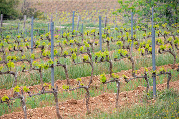 Vineyards of Cotes de Provence in spring, Bandol wine region, wine making in South of France