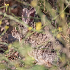 Fototapeta premium rabbit in the grass