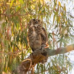Great Horned Owl